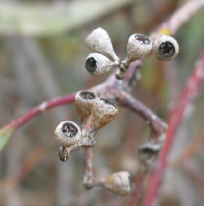 Black Box - mature fruit