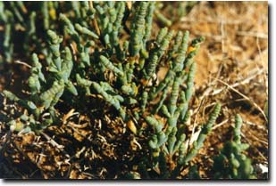Image:  Diagram - Black-seeded Samphire
