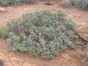 Black-seeded Samphire