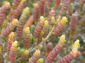 Black-seeded Samphire - flowerheads