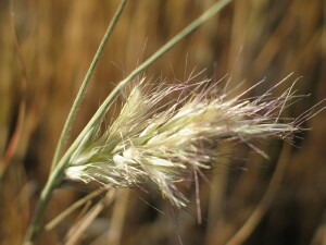 Bristly Wallaby-grass - mature flowerhead