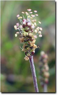 Photo:  Buck's Horn Plaintain flower