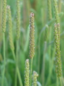 Photo:  Buck's Horn Plaintain flower spike