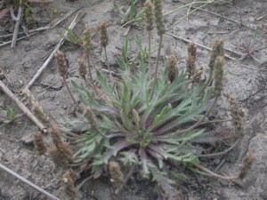 Photo:  Buck's Horn Plaintain leaf flower