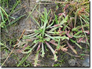 Photo:  Buck's Horn Plaintain - plant
