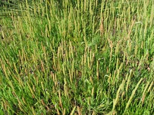 Photo:  Buck's Horn Plaintain_plants