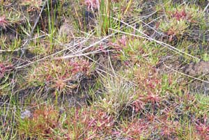 Photo:  Buck's Horn Plaintain under saline conditions