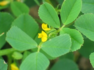 Leaves and flowers of Burr Medic