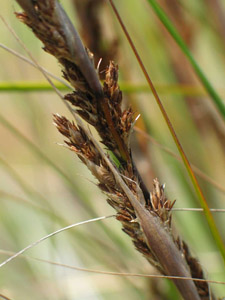 Image:  Chaffy Saw-sedge - Flower