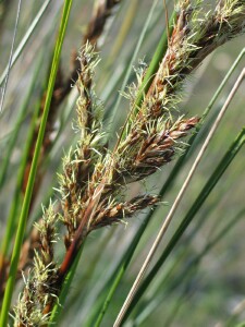 Chaffy Saw-sedge - flowering