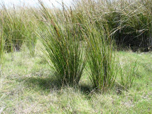 Image:  Chaffy Saw-sedge - Plants