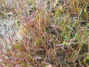 Photo: Coast Barb-grass