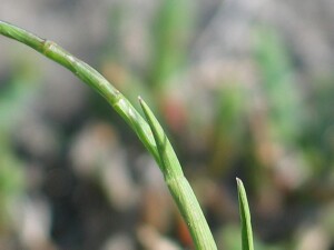 Photo: Coast Barb-grass spike
