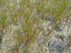 Photo: Coast Barb-grass