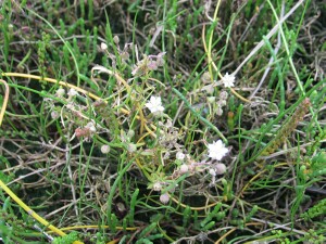 Coast Sand-spurrey plant