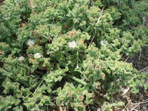 Common Ice Plant - flowering