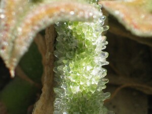 Common Ice Plant - glands