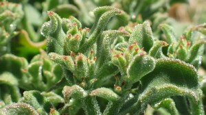 Common Ice Plant - leaves