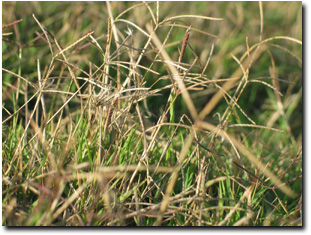 Photo: Couch Grass