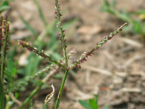 Couch Grass flower-head