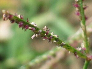 Spikelets of Couch Grass with exserted anthers and stigmas