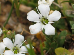 Creeping Brookweed - flowes