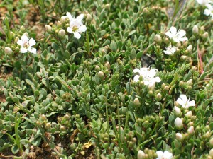 Creeping Brookweed - flowers and leaves