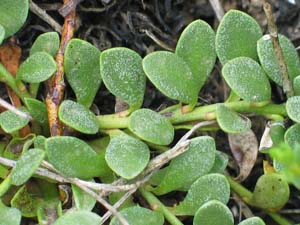 Photo: Creeping Brookweed leaves