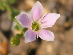 Photo: Creeping Brookweed rare pink flower