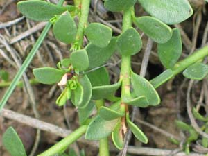 Photo: Creeping Brookweed shoots