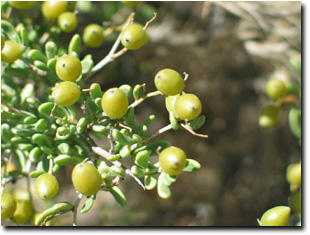 Photo: Dillon Bush fruit