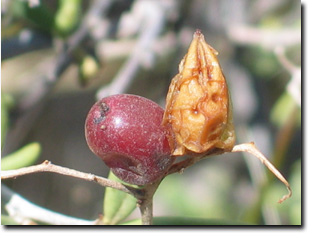 Photo: Dillon Bush fruit