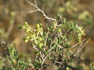 Dillon Bush - flowering bush