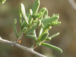 Dillon Bush - mature leaves and woody stems