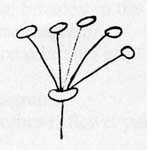 Image:  Diagram - Flower Arrangements - Umbel