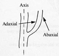 Image:  Diagram - Generalised Grass - axis