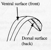 Image:  Diagram - Generalised Grass - ventrl