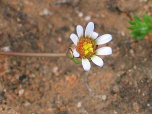 Hardhead Daisy flower