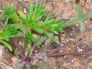 Hardhead Daisy leaves