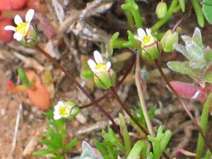 Hardhead Daisy plant
