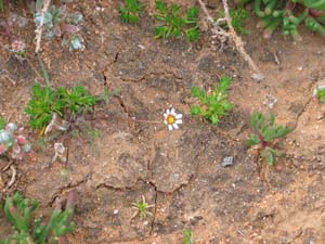 Hardhead Daisy young plants