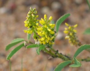 Photo: Hexham Scent - flowers