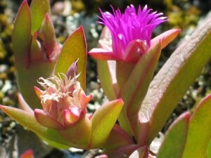Inland Pigface - flowers