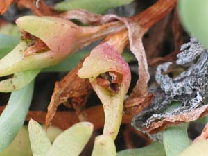 Inland Pigface - developing fruit