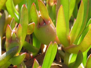 Inland Pigface - developing fruits