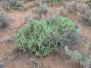 Inland Pigface - plant