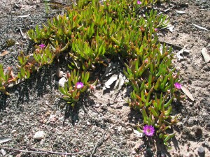 Inland Pigface - plant