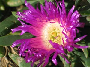 Karkalla flower