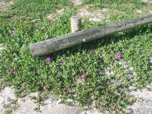 Karkalla matted groundcover