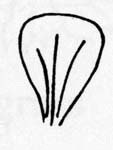 Image:  Diagram - Leaf Shapes - Cuneate